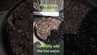 How to Kill Gnat Eggs with Boiling Water Soil Sterilization [upl. by Howund]