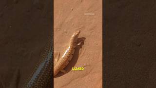 The Amazing Sandfish A Desert Marvel [upl. by Dardani]