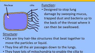 Year 7 Specialised Cells [upl. by Lynch]