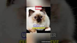 Birman Cat Personality Traits [upl. by Shayn]