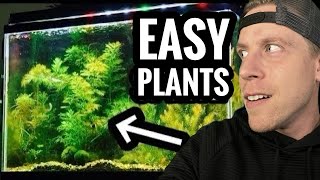 My Top 10 Easy Beginner Aquarium Plants [upl. by Lleze]