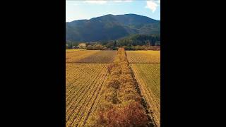 Incredible Fall Foliage of Napa Valley Vineyard from Above [upl. by Cerelly]