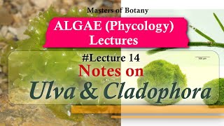 Lecture 14  Ulva and Cladophora Life Cycle Chlorophyceae  Algae Lecture Notes [upl. by Drofiar535]