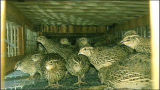 Quail Bird Farm  How To Make Money On Quail Farms [upl. by Werdna174]