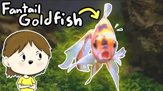 Fantail Goldfish Care  Beginners Guide [upl. by Pasia533]