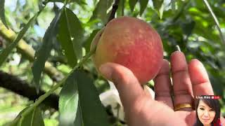 PEACH FRUITS II Top of the mountain  bundok sa Taiwan  nakakalula  Lisa Hsu [upl. by Tompkins]