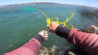 Limit RedRock Crabs under 2 hrs Bodega bay Bat Rays at Bay Area [upl. by Abelard]