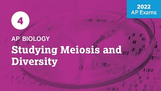 2022 Live Review 4  AP Biology  Studying Meiosis and Diversity [upl. by Ruthe566]