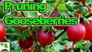 How To Prune Gooseberries for High Yields [upl. by Hopkins]