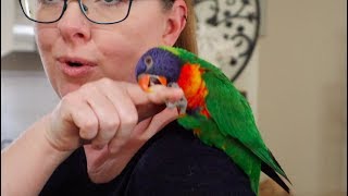 So You Think You Want a Lorikeet [upl. by Nalyd]