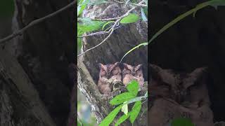 Indian ScopsOwl ചെവിയൻ നത്ത്  birdslover nature birds keralaforest [upl. by Frayda]