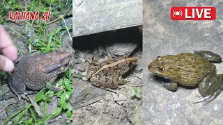 🐸👌Boing boing Look Catch big froggy funny funny sorts food [upl. by Naenej]