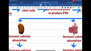 HYPOPARATHYROIDISM AND HYPERPARATHYROIDISM [upl. by Ethel658]