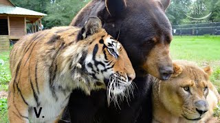 Tiger Bear and Lion Live Together As Friends  Best of quotThe BLTquot Trio [upl. by Aisyla]