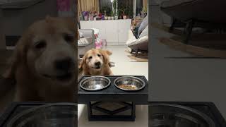 The tail will wag when eating something delicious Cute pet debut plan Golden Retriever [upl. by Castera]