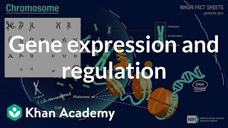 Gene regulation in eukaryotes [upl. by Pell]