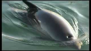 Protecting Harbour Porpoises [upl. by Anahgem]