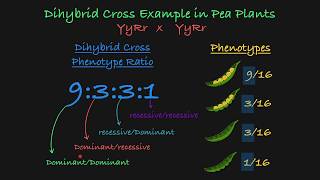 Dihybrid Cross Explained [upl. by Nairod]