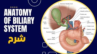 Anatomy of biliary system شرح [upl. by Morez]