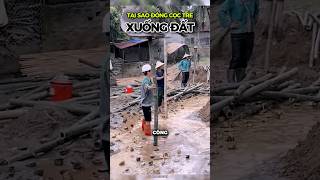 WHY VIETNAMESE PUT BAMBOO PILES INTO THE GROUND shorts [upl. by Song126]