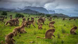 Semien Mountain National park Africa Ethiopia Amhara region Gondor1 [upl. by Chan839]