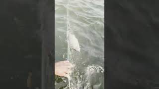 fishing fiish beachfishing fish filefish carpfishing fihing videogama carp fiahing [upl. by Anicnarf]