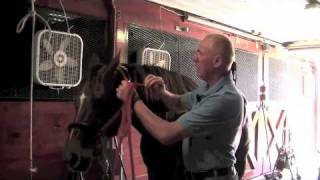 Farrier Quick Takes Red Renchin Training Horses — Noavel Headstall [upl. by Silvana]