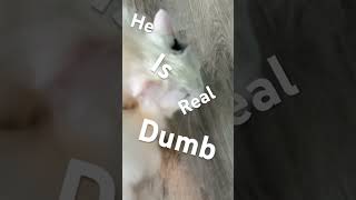 His name is rigsby cat cute funny memes pets funnycat cutecat [upl. by Balac]