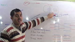 L8 Sliding filament model ultra structure of myofilaments [upl. by Natka]