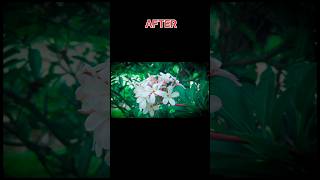 lightroom editing [upl. by Hamlin]