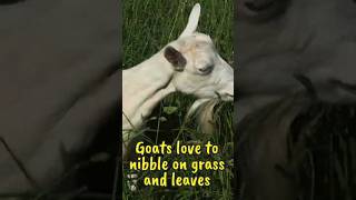 Goats love to nibble on grass and leaves  Farm Animal Sounds [upl. by Bartosch639]