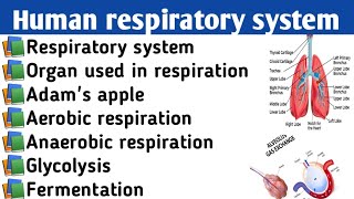 Human respiratory system  Respiration in human  One shot vedio  Free class  For all exams [upl. by Christmas]