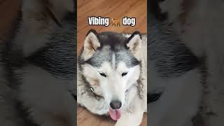 vibing dog song cutedogs husky [upl. by Yenots832]