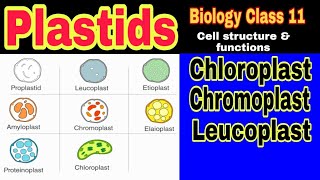 Plastids Types Structure and Functions  Ibad Biology [upl. by Yanarp]