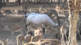 Safari Sir Bani Yas Island Anantara Desert Islands Resort Abu Dhabi [upl. by Hultin]