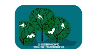 Fondi strutturali 7 Definire i Programmi Operativi 20142020  gli alberi e la foresta [upl. by Nnaecyoj]