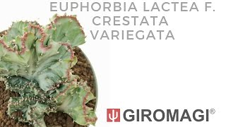 Euphorbia lactea f crestata variegata [upl. by Millhon460]