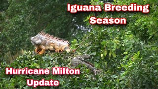 Florida Iguana Hurricane Update vlog Discussion [upl. by Esinrahc]