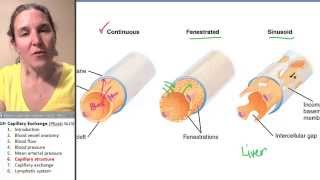 Capillary exchange 6 Structure [upl. by Sletten37]
