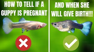 How To Tell If My Guppy Is Pregnant And When She Will Give Birth SIMPLE AND EASY METHODS [upl. by Novled]