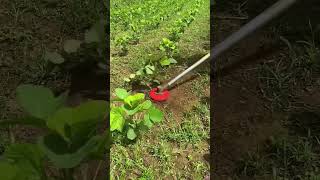 Fast weed removal method 👍 agricultre farming method shorts video [upl. by Trygve]