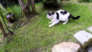 chat chasse rat [upl. by Rodl61]