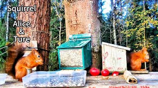 The squirrels Alice and Ture eat on a beautiful day 🐿️🐿️🩷🩵💚 [upl. by Spanjian]