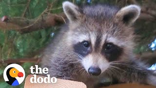 Raccoon Still Visits Her Favorite Human Years After She Was Released In The Wild  The Dodo [upl. by Nolrev545]