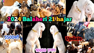 January 1 2024 Balaheri bakra mandi latest update 21hajar 3500 सौ 10000 हजार zkd [upl. by Anirres]