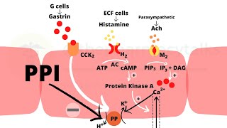 Proton pump inhibitors and their mechanism of action [upl. by Shanie371]