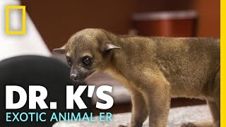 Raja the Rowdy Kinkajou  Dr Ks Exotic Animal ER [upl. by Natye]