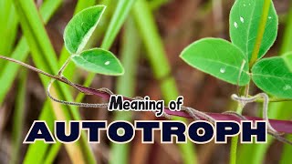 What is the meaning of Autotroph [upl. by Nutter]