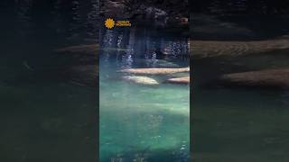 Watch manatees swimming in Clearwater Florida shorts [upl. by Franky]