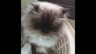 My MELLOW cutecat shortsyoutube shortsvideo [upl. by Enautna]